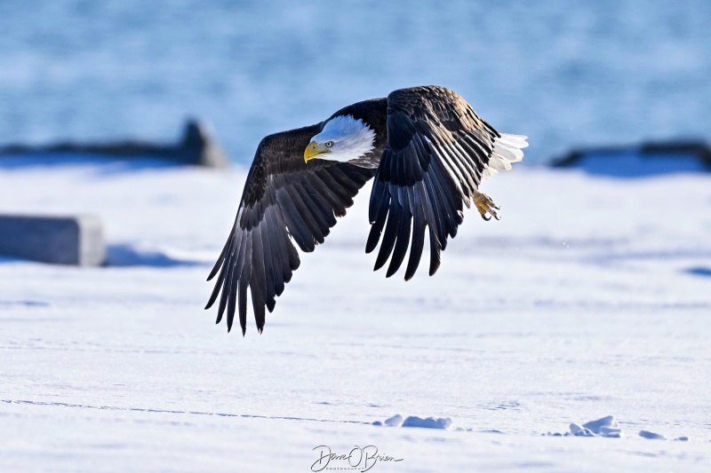 Pair of eagles sharing breakfast
Southern NH
2/14/26
Keywords: New Hampshire, Raptors, Bald Eagles