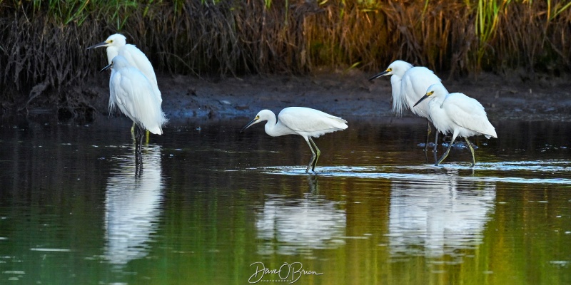 Snowy Egrets
Egrets looking for breakfast
Rye, NH
8/20/26
Keywords: New England Coast, Rye NH, Snowy Egrets