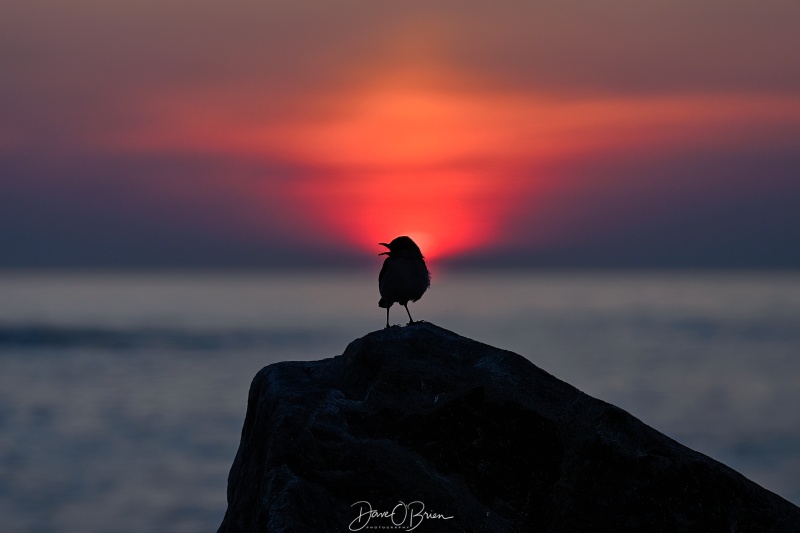 Mocking bird jumped on this rock and started singing
Rye, NH
7/9/26
Keywords: New England Coast, Sunrise, Rye NH