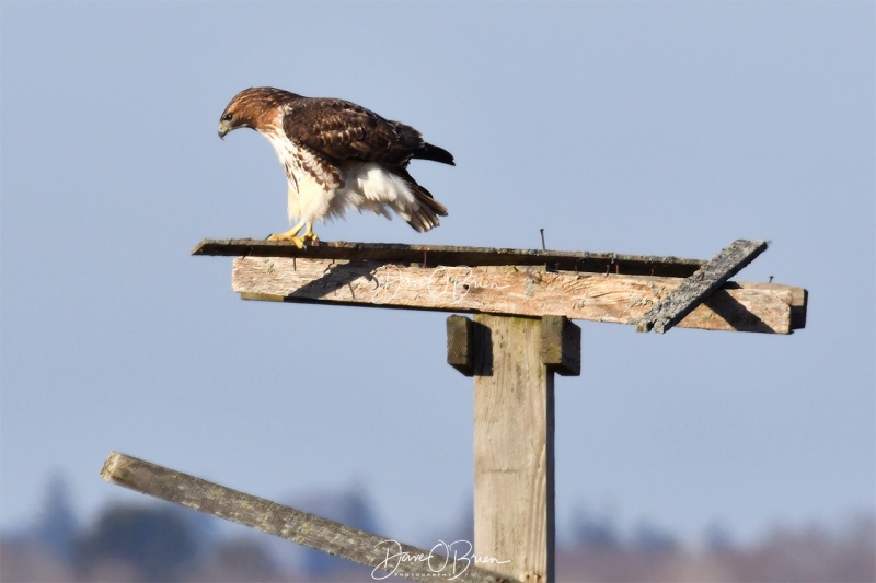 Red Tail Hawk
2/23/2020
