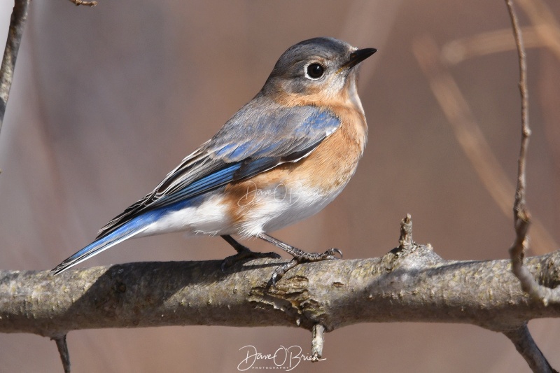 Female Eastern Bluebird
2/23/2020
