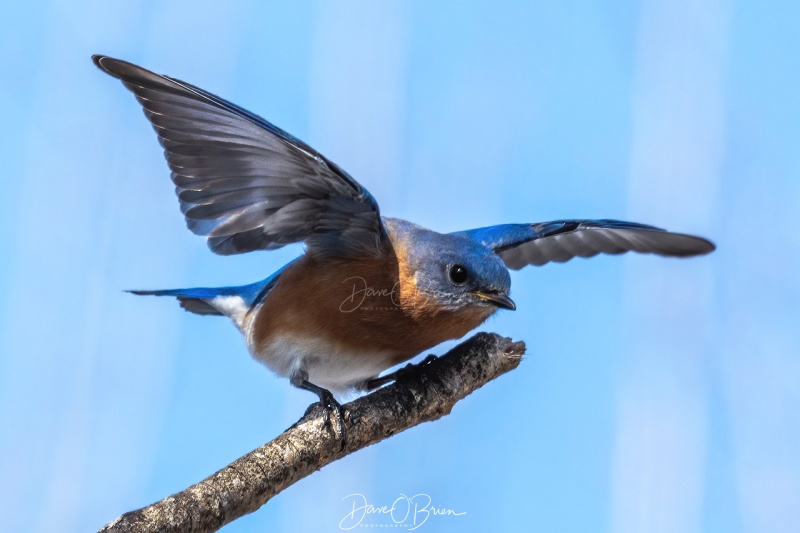 Male Eastern Bluebird
wasn't too happy I was taking pictures of his girl, wanted me to keep moving.
2/23/2020
