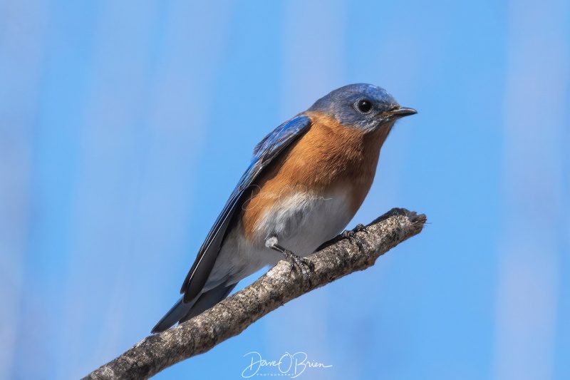 Male Eastern Bluebird
2/23/2020
