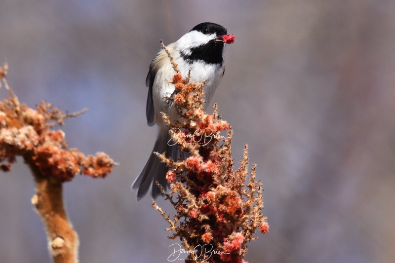 Black-capped Chickadee 
Sitting on top eating sumac
2/23/2020
