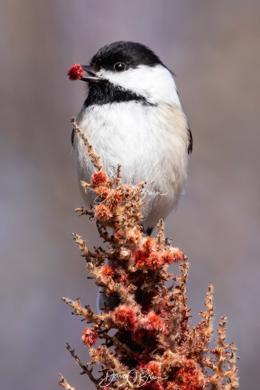 Black-capped Chickadee 
Sitting on top eating sumac
2/23/2020
