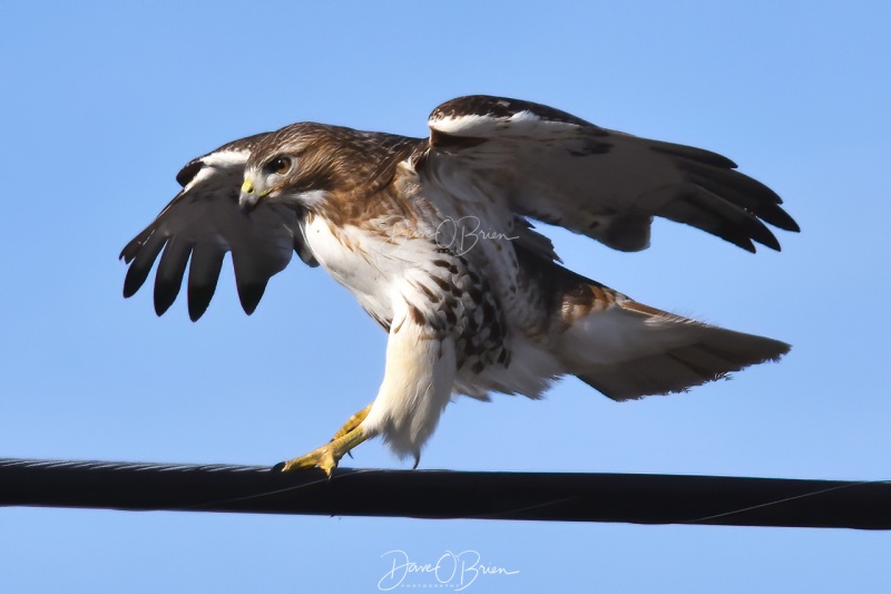 Red Tail Hawk
This hawk tried diving down on prey 2-3 times but always pulled off as cars were driving by.
2/23/2020
