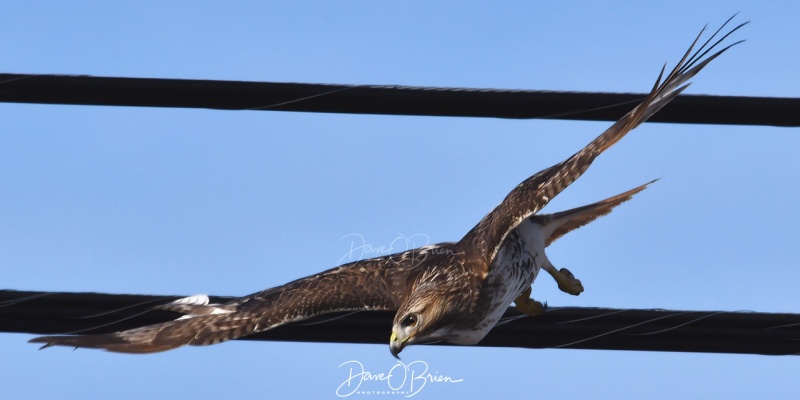 Red Tail Hawk
This hawk tried diving down on prey 2-3 times but always pulled off as cars were driving by.
2/23/2020
