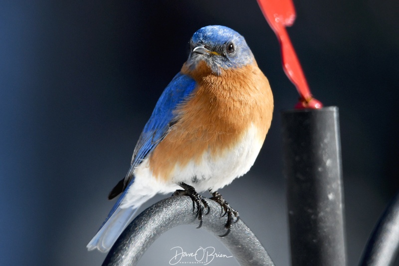 Male Bluebirds
2/17/21
Keywords: backyard birding, new england, wildlife