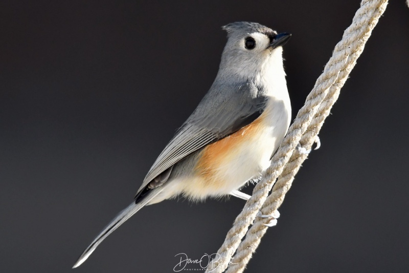 Tufted Titmouse
1/22/21
Keywords: backyard birds, New England,