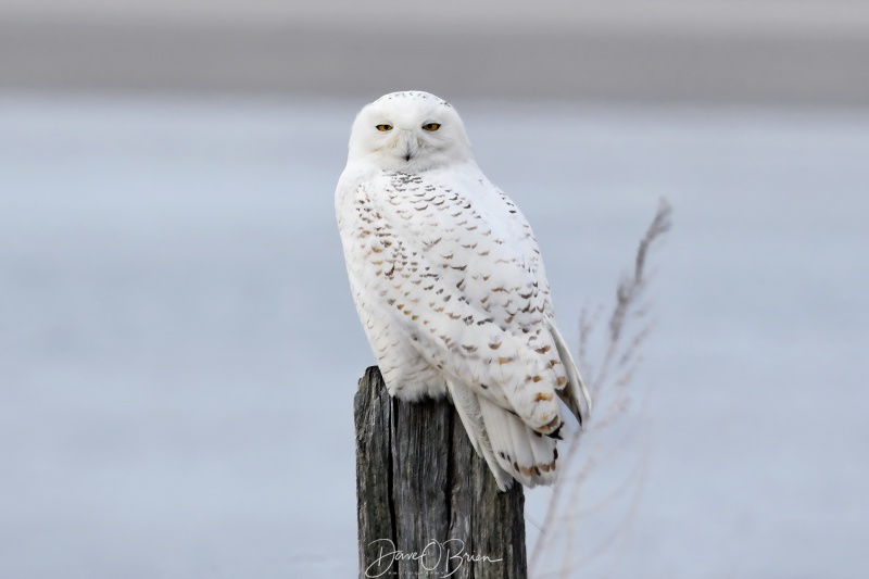 Snowy Owl keeping a watchful eye on the paparazzi 
2/23/22
Keywords: Snowy Owl, Nature, Wildlife