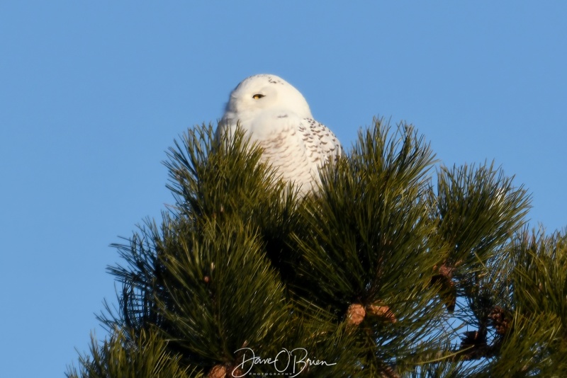 Snowy Owl perched
1/8/22
Keywords: Snowy Owl, Nature, Wildlife