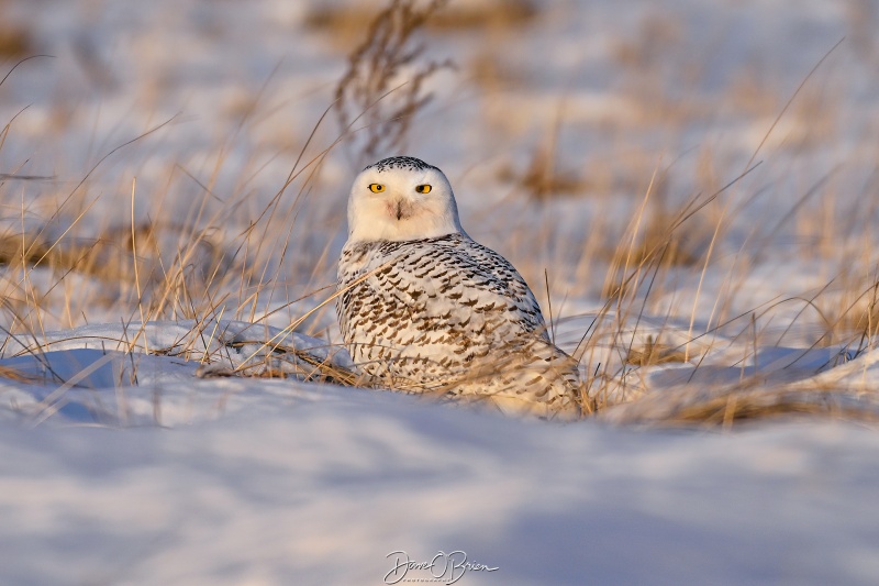 Snowy Owl watching the sun set
New Hampshire Seacoast
1/23/26
Keywords: New Hampshire Coast, Snowy Owl, Raptors