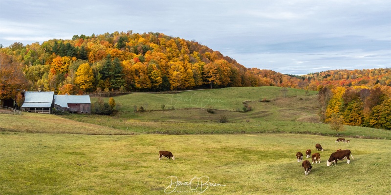 Jenny's Farm
pretty much motive #1 for Vermont during foliage season
10/11/19
