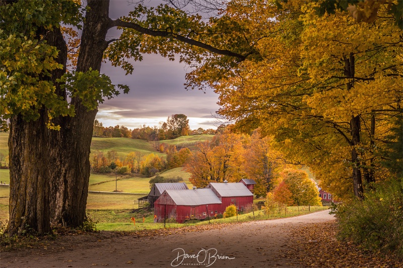 Jenny's Farm
pretty much motive #1 for Vermont during foliage season
10/11/19

