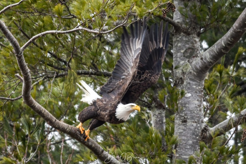York Bald Eagle takes flight
2/25/2020
