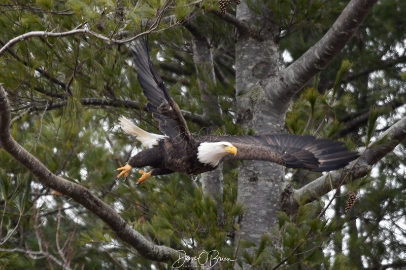 York Bald Eagle takes flight
2/25/2020
