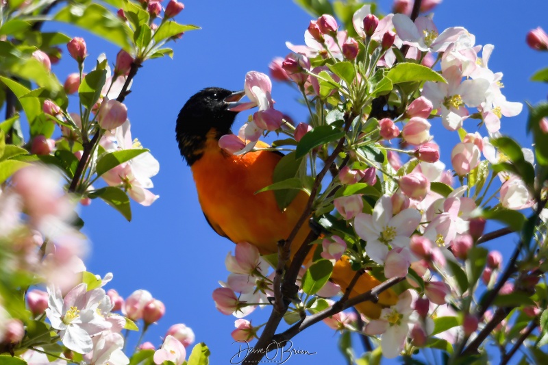 Male Baltimore Oriole
Plum Island
5/11/22 
