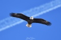 Bald_Eagle_-_1184.jpg