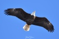 Bald_Eagle_-_1188.jpg