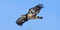 Bald_Eagles-3877.jpg