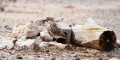 Burrowing_Owl-0762.jpg