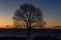 Commons_Tree_Sunrise-2920.jpg