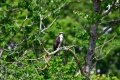 Damariscotta_Fish_Ladder-0049.jpg