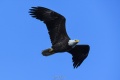 Exeter_Eagle-4762.jpg