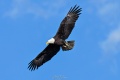 Exeter_Eagle-9580.jpg