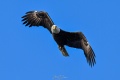Exeter_Eagle-9614.jpg