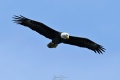 Exeter_Eagles-7755.jpg