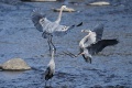 Exeter_GBH-8319.jpg