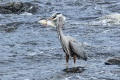 Exeter_GB_Heron-9410.jpg