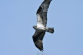 Exeter_Osprey-8439.jpg