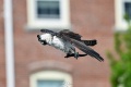Exeter_Osprey-8641.jpg
