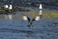 Exeter_Osprey-9338.jpg