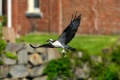Exeter_Osprey-9377.jpg