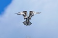 Exeter_Osprey-9400.jpg