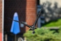 Exeter_Osprey-9522.jpg