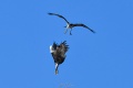 Exeter_Osprey-9642.jpg