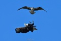 Exeter_Osprey-9644.jpg