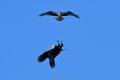 Exeter_Osprey-9645.jpg