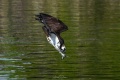 Exeter_Osprey_s-4592.jpg