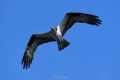 Exeter_Osprey_s-4665.jpg
