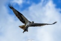 Exeter_Osprey_s-4732.jpg