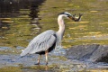 Exeter_River-9239.jpg
