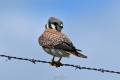 Kestrels-5490.jpg