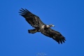 Landfill_Eagles-8805.jpg