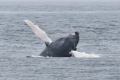 Leaf_Calf_Whale_6-24-23_6705.jpg