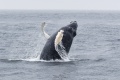 Leaf_Calf_Whale_6-24-23_6748.jpg